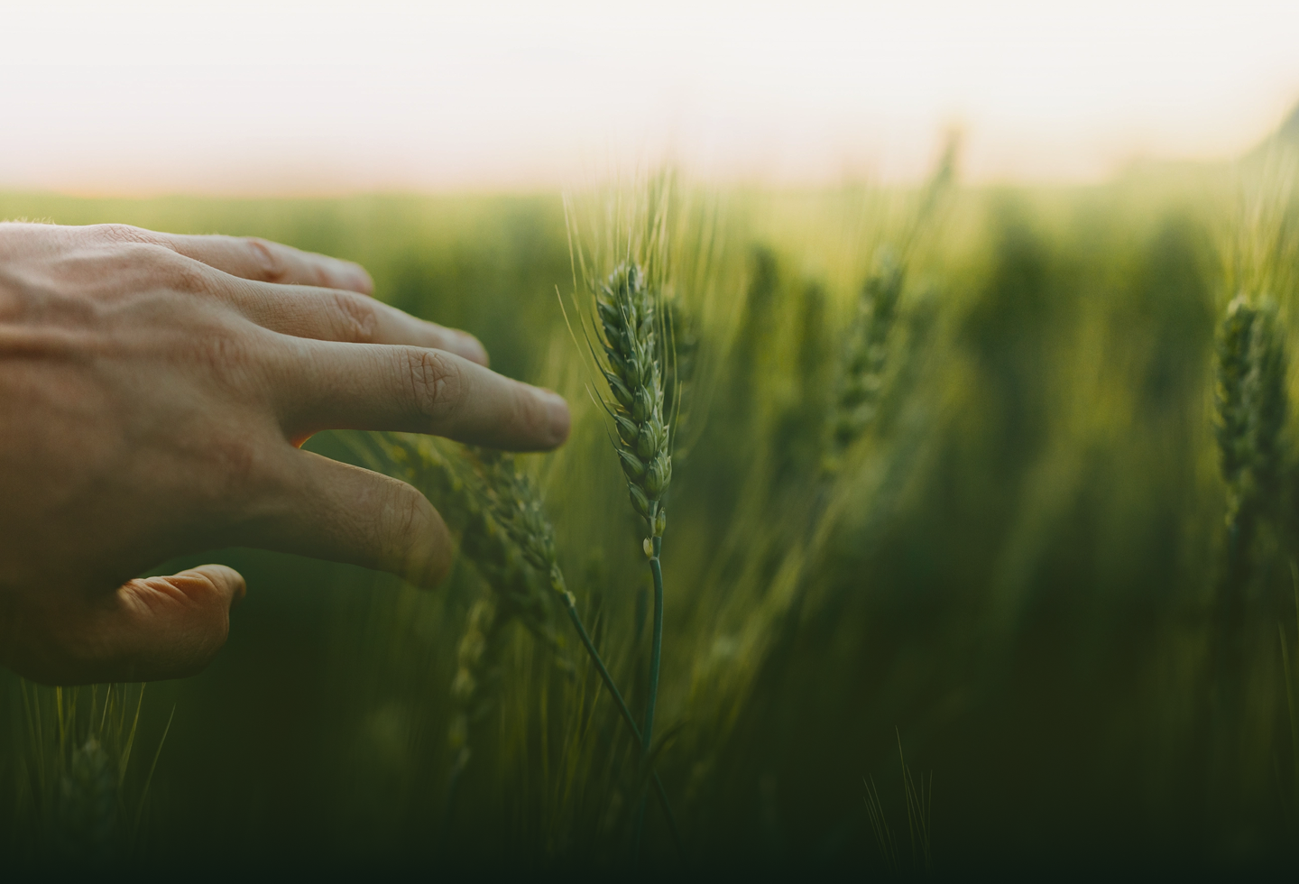 Agricultural Field Harvest Background